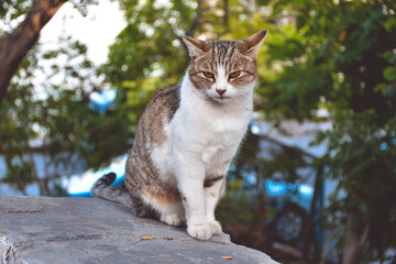 cat sits on rock on street and looks into camera