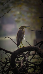 heron on a branch