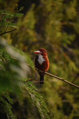 white-throated kingfisher