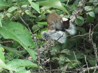 Closeup of a bushy tailed Guayaquil Squirrel (Sciurus stramineus) resting in tree with tail wrapped around body in Vilcabamba, Ecuador.