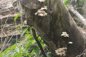 fungus tree in the forest