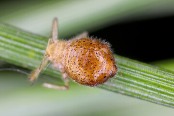 Parasitised waxy grey pine needle aphid -  Schizolachnus pineti is common and widespread in Europe and parts of Asia and introduced to North America. Insects on pine needles.