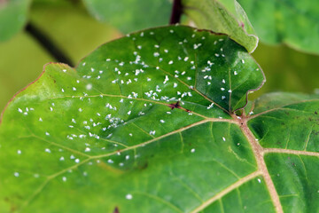 Silverleaf whitefly, Bemisia tabaci (Hemiptera: Aleyrodidae) killed by an insecticide made from...