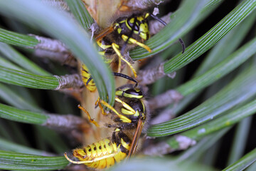German yellowjacket, European wasp or German wasp (lat. Vespula germanica), On a pine tree. Eating honeydew produced by aphids.