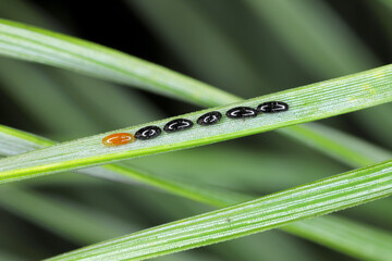 Eggs of the waxy grey pine needle aphid -  Schizolachnus pineti is common and widespread in Europe and parts of Asia and introduced to North America. Insects on pine needles.