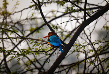 white-throated kingfisher