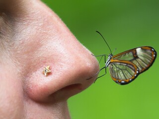 Closeup of a Glasswing Butterfly (Greta oto) resting on nose in Vilcabamba, Ecuador