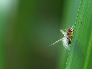 Closeup of a brightly colored hairy catepillar hiding behind leaf in Vilcabamba, Ecuador.