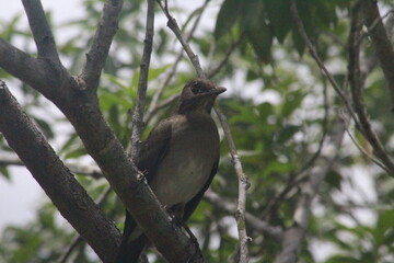 blackbird on a tree branch