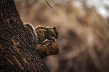 Squirrel on a tree