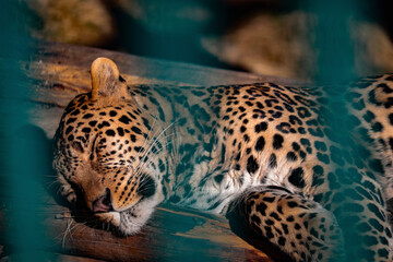 Naklejka na ściany i meble leopard in the zoo