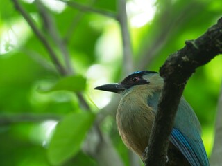Closeup portrait of Blue-Crowned Motmot (Momotus momota) perched in tree Vilcabamba, Ecuador.