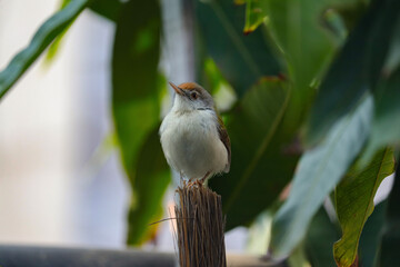 Tailorbird