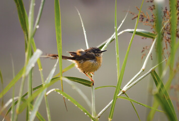 Yellow-bellied prinia