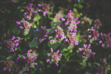 purple scented herb red dead nettle in green meadow