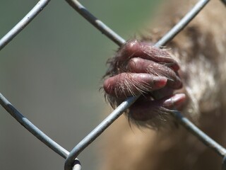 Closeup of a monkey hand and fingers clinging to cage in zoo demonstrating the cruelty of animals...