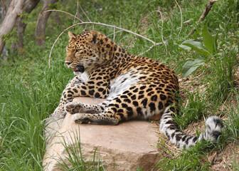 large adult male leopard resting on a rock in grasslands