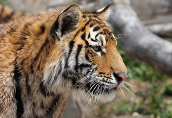 large bengal tiger profile close-up staring ahead