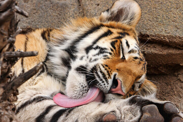 large siberian tiger licking and washing itself with tongue close-up