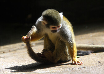 cute little funny squirrel monkey at zoo holding tail in dramatic light