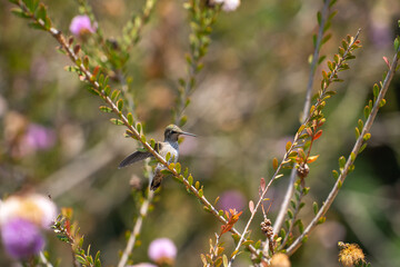 Hummingbird (Calypte Anna) sits on a branch of a flowering bush.