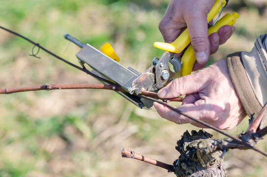 working in vineyard with scissors, spring works