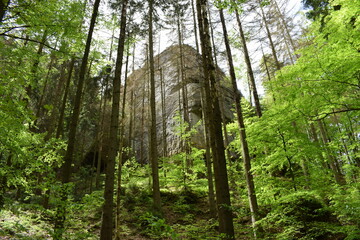 Felsen im Wald
