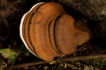 Orelha de pau nas suas várias formas. Urupê (Pycnoporus sanguineus), também conhecido como...