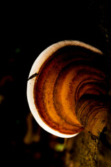 Orelha de pau nas suas várias formas. Urupê (Pycnoporus sanguineus), também conhecido como...