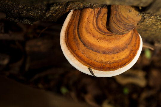 Orelha de pau nas suas v&aacute;rias formas. Urup&ecirc; (Pycnoporus sanguineus), tamb&eacute;m conhecido como orelha de pau, &eacute; um fungo que costuma crescer sobre troncos de &aacute;rvores.
