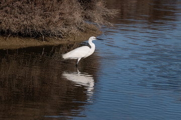 egret 