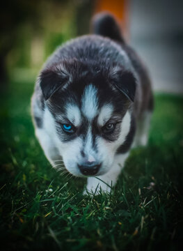 Husky Dog's Puppy With One Blue Eye Looks Cute and Adorable.