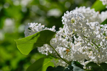 Branch of white flowers on a blurred background.  Shallow depth of field.