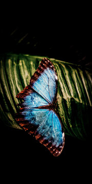 A sky-colored butterfly with wings spread out is sitting on a tree leaf.