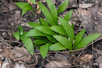 green wild garlic in spring nature