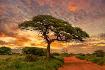 Sonnenuntergang und Sonnenaufgang in dem Nationalpark Tsavo Ost Tsavo West und Amboseli