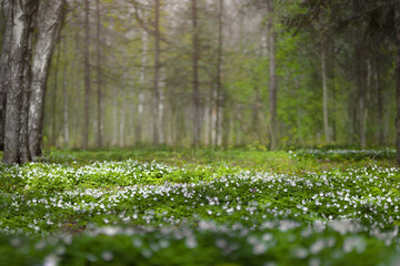 Obraz na płótnie Canvas Forest glade full of white spring flowers