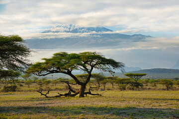 Bilder von dem Schneebedeckten Kilimandscharo in Kenia 