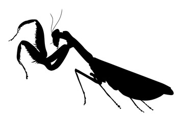 silhouette of a  mantis insect vector - obrazy, fototapety, plakaty