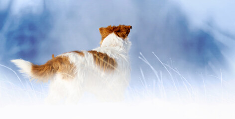 Happy healthy dog standing in the snowy winter grass on blue background, pet walking in the nature banner