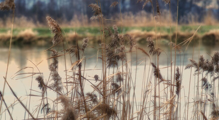 Vegetation by the water