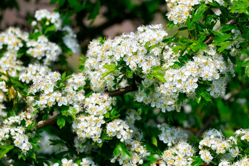 Hawthorn blossoms. White hawthorn flowers on the bushes in sunny weather