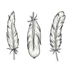 Set of birds feathers. Hand drawn monochrome sketch. Vector illustration.