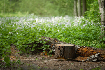 Stump in the middle of a summer meadow