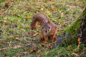 squirrel closeup, squirrel has nut to crack in park