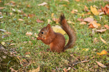 Naklejka na ściany i meble squirrel closeup, squirrel has nut to crack in park