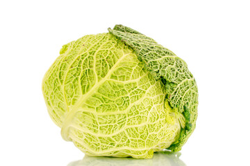 Fototapeta premium One cabbage of organic Savoy cabbage, macro, isolated on white.