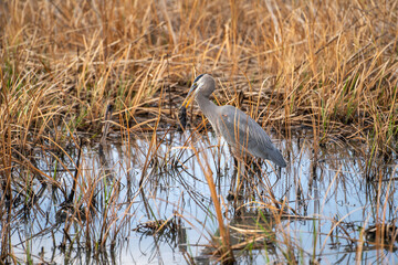 Great blue heron (Ardea cinerea) eating a gopher. Wildlife photography. 
