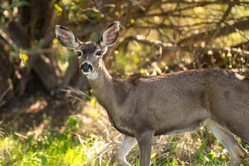 Portrait of a California Mule Deer (Odocoileus hemionus californicus) 