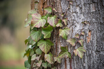 Closeup of ivy leaves on tree trunk in a public garden